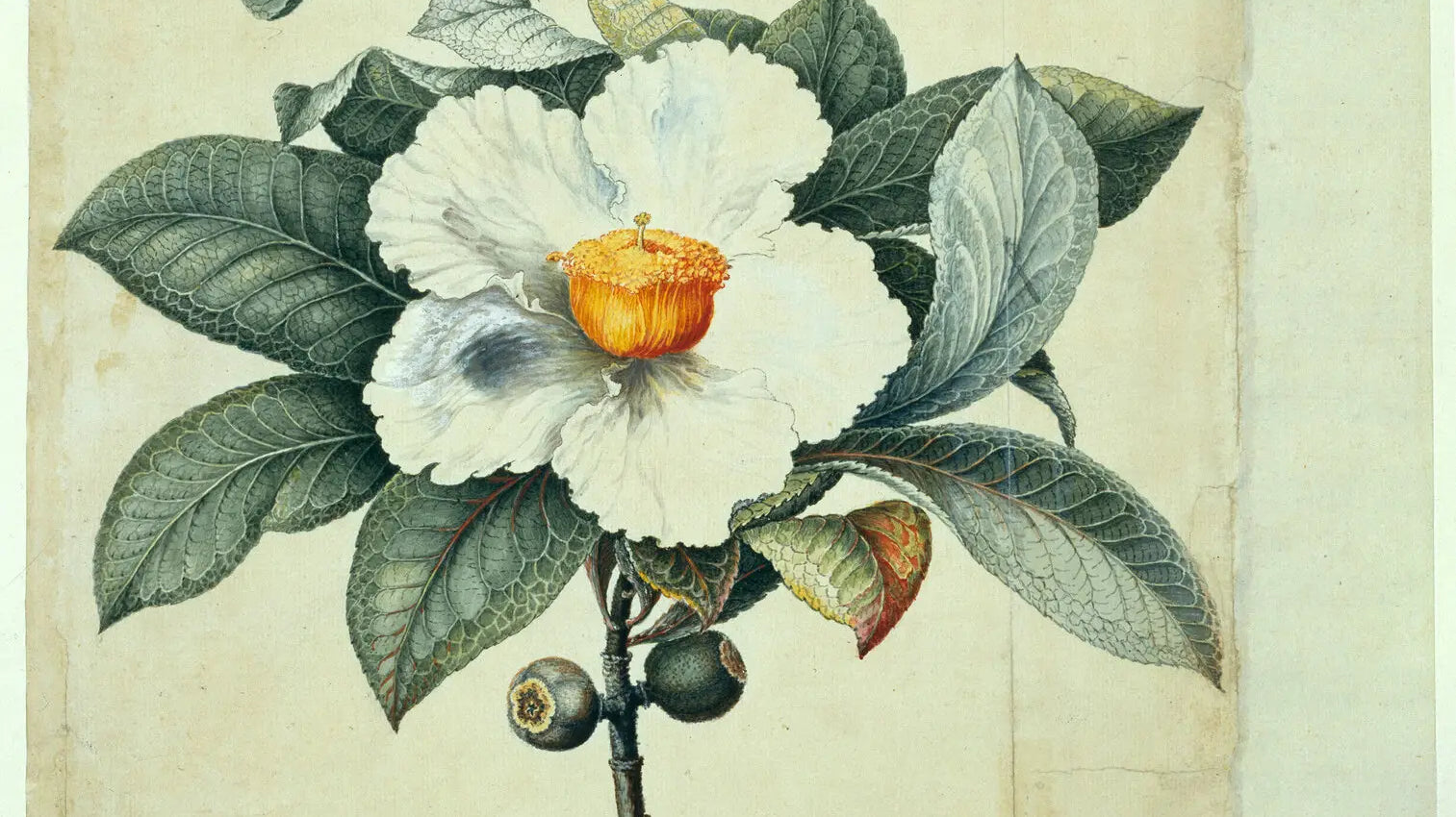 Lost Flowers: Species That Went Extinct | Vanished Blooms in History