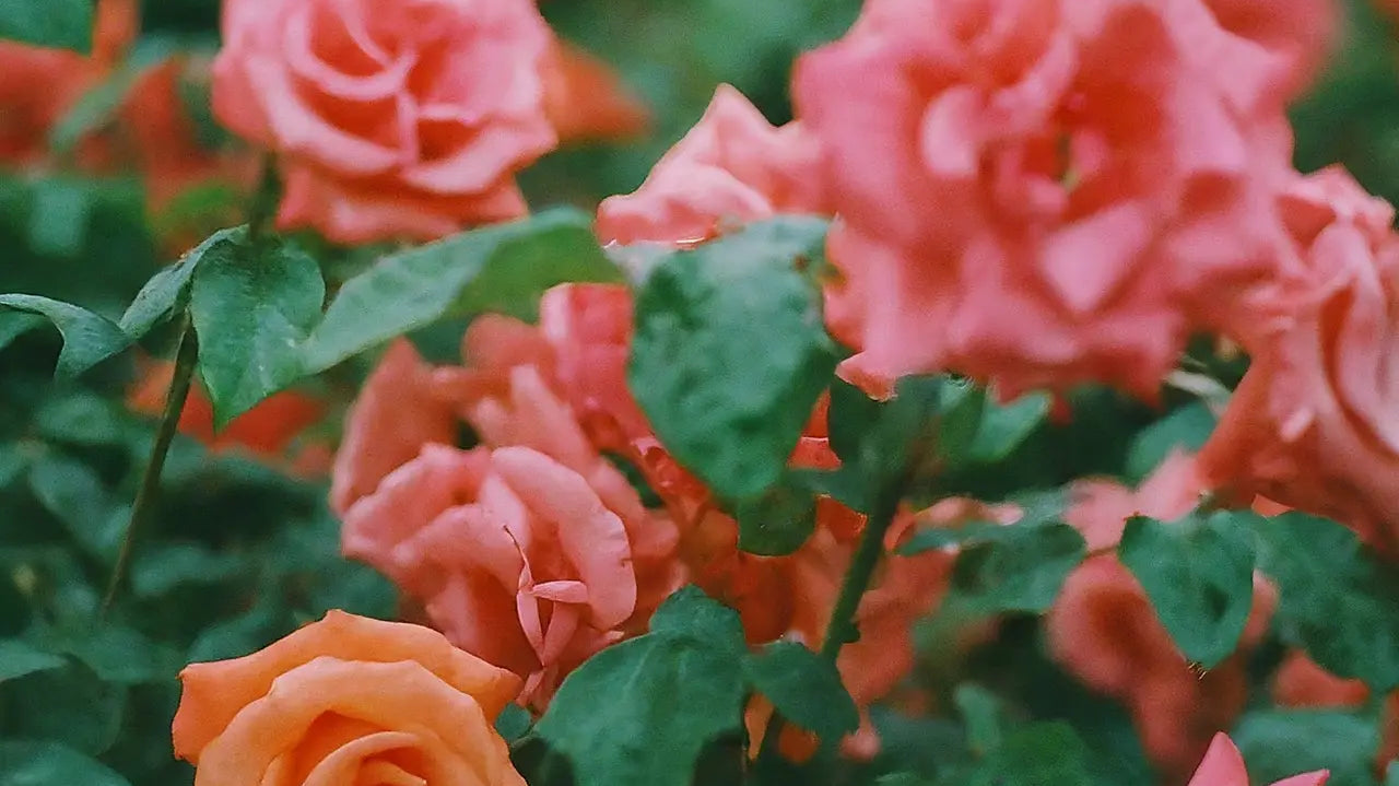 12 Tips for Maintaining the Freshness of Garden Roses