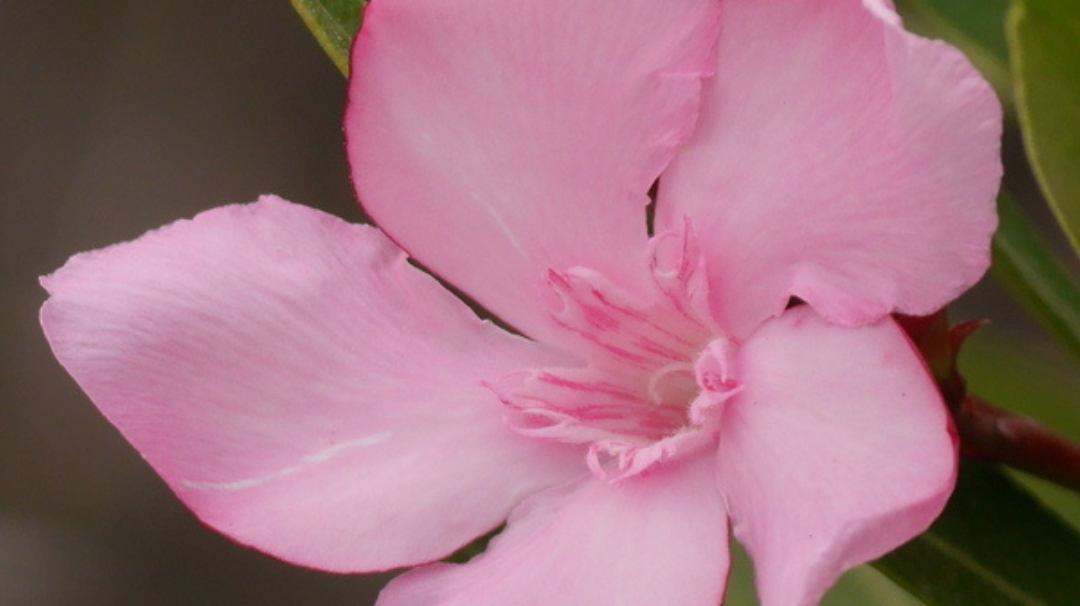 5 of the Most Dangerous Flowers on Earth: Beauty with a Dark Side