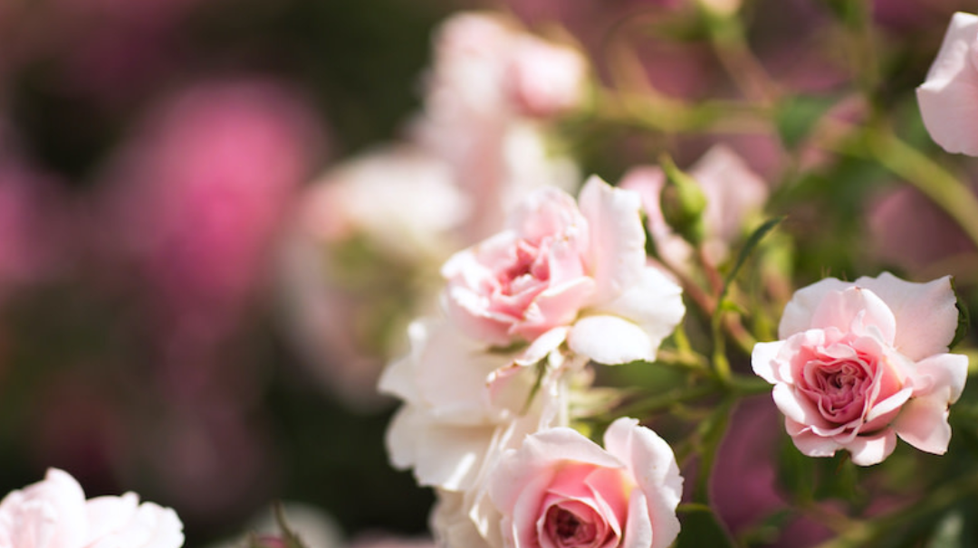 10 Flowers That Thrive in Small Urban Spaces