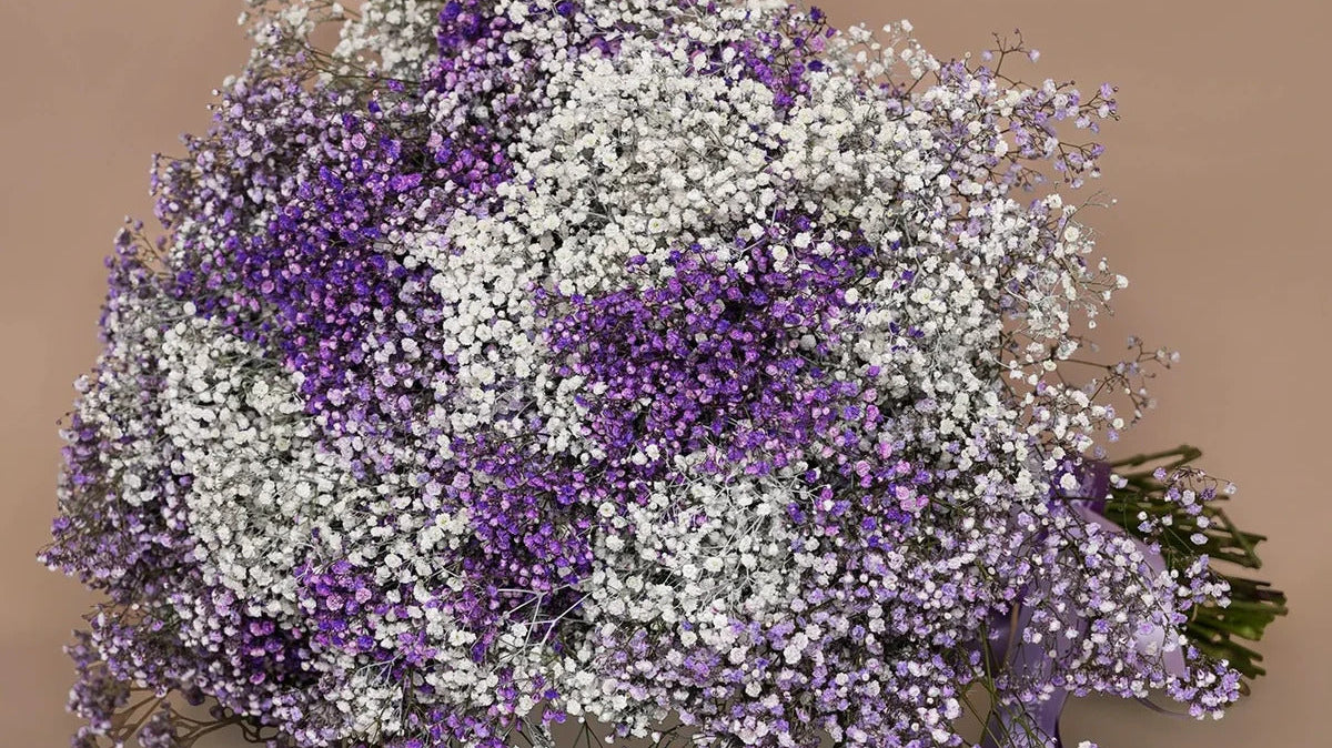 Gypsophila: The Whispering Bloom That Speaks Volumes