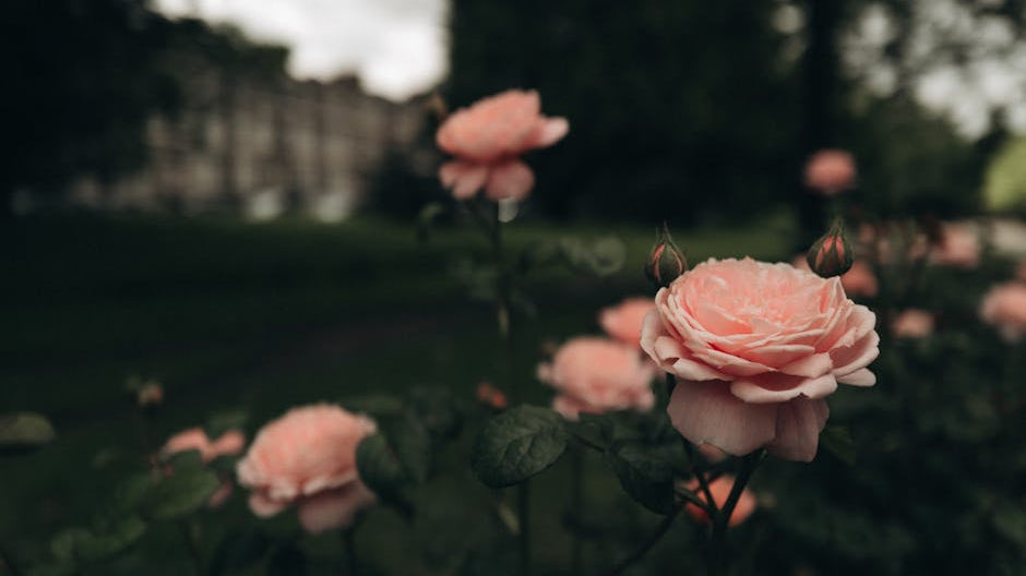 Sustainability in the Floral Industry: The Case for Premium Roses