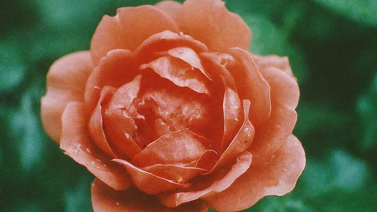 Can Garden Roses Survive in Different Climates?