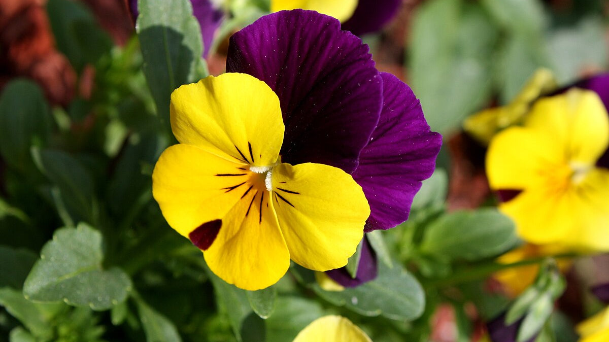 Edible Flowers That Add Beauty and Flavor to Your Plate