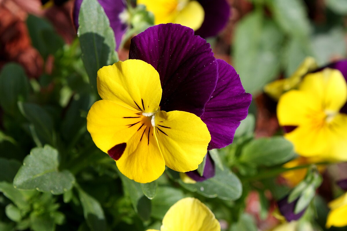 Edible Flowers That Add Beauty and Flavor to Your Plate