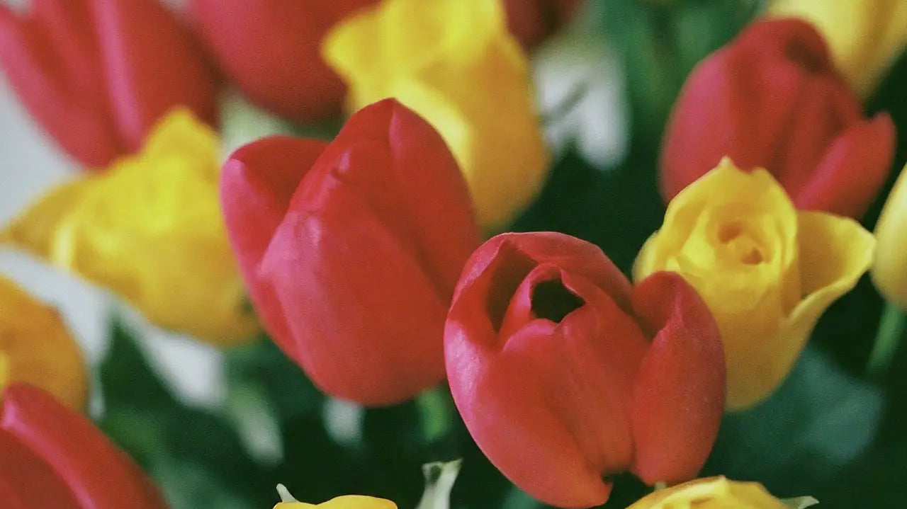 Why Dutch Flowers Are the Preferred Choice for Weddings