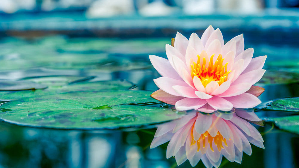 Flowers in World Religions: Symbolism & Rituals