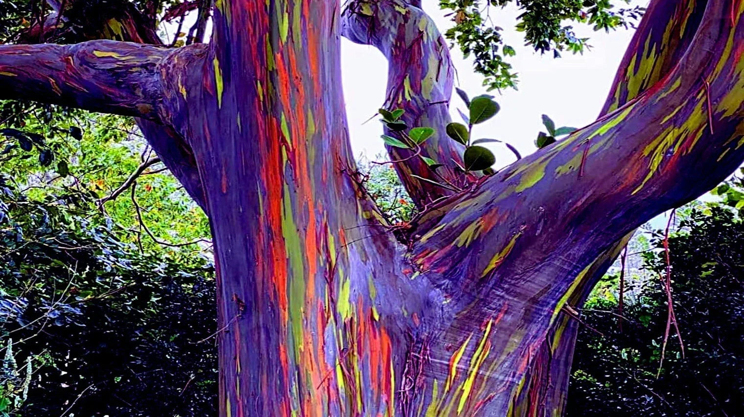 10 Rare Flowers That Will Leave You Speechless