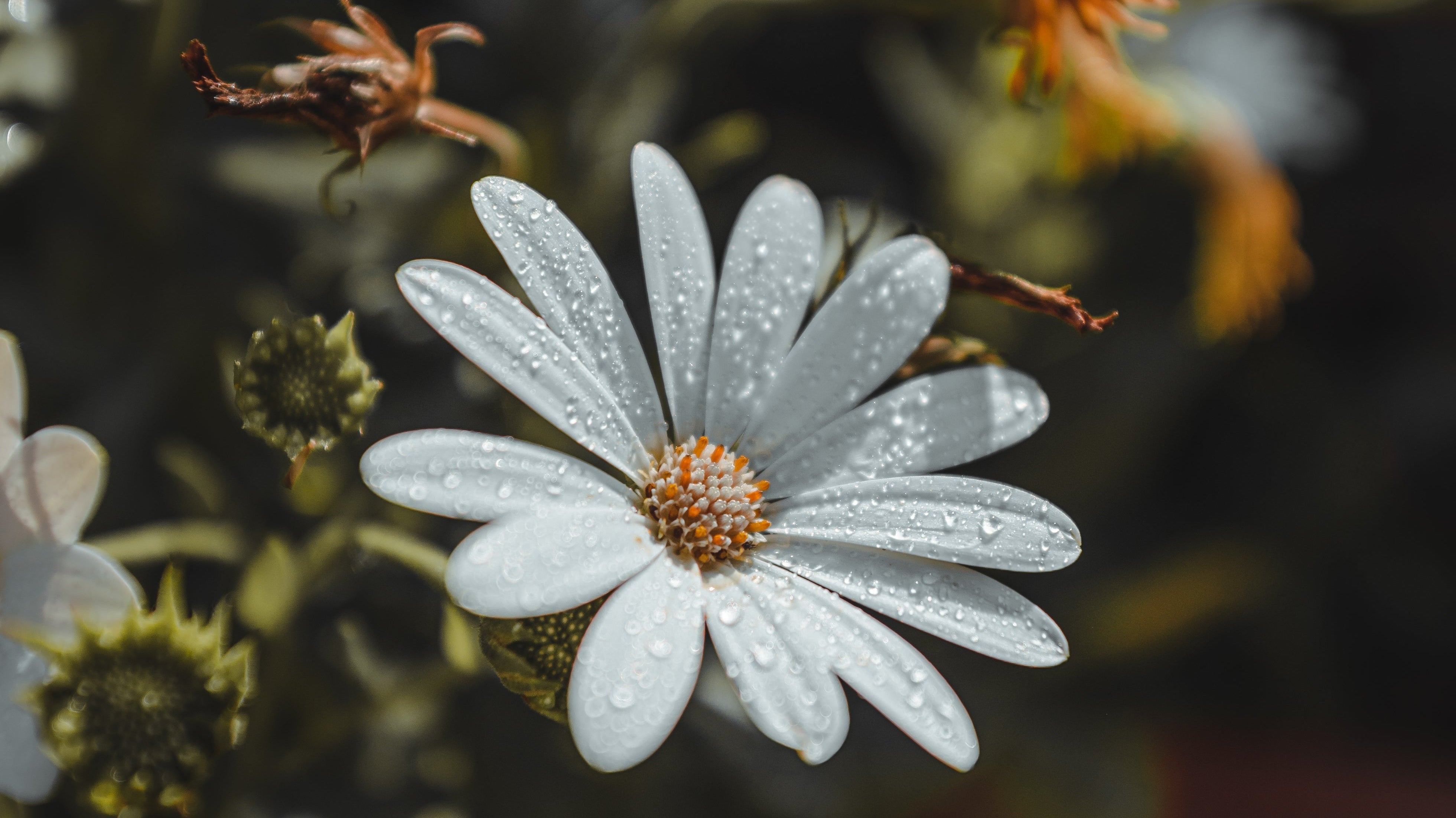 Nature and Flowers: The Timeless Connection Between Earth and Bloom