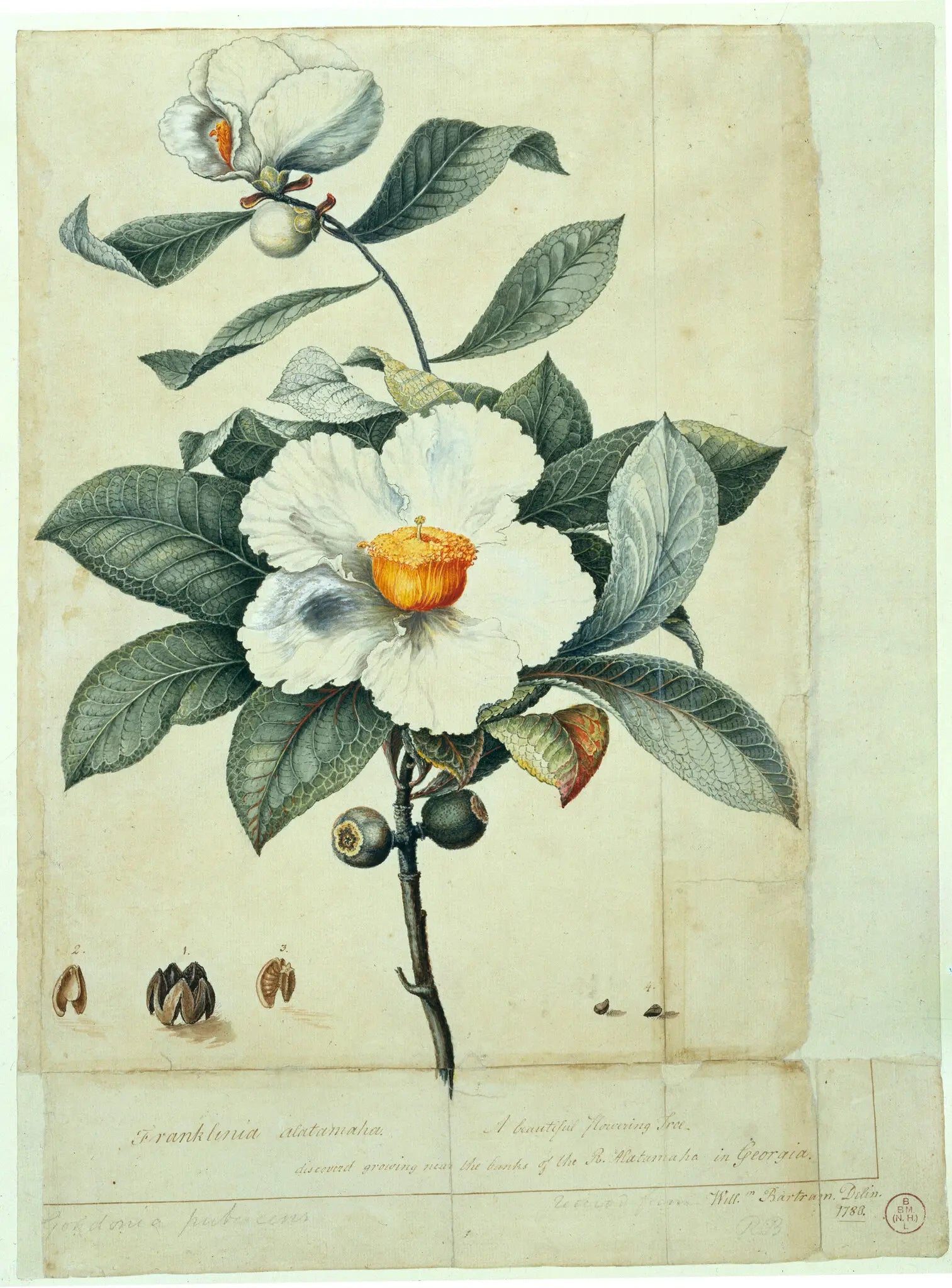 Lost Flowers: Species That Went Extinct | Vanished Blooms in History