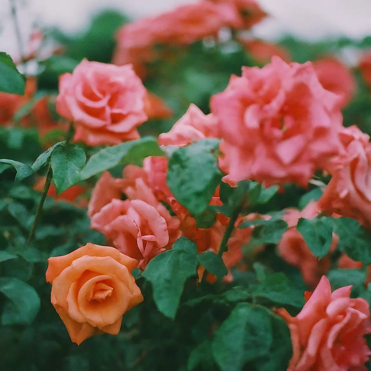 12 Tips for Maintaining the Freshness of Garden Roses