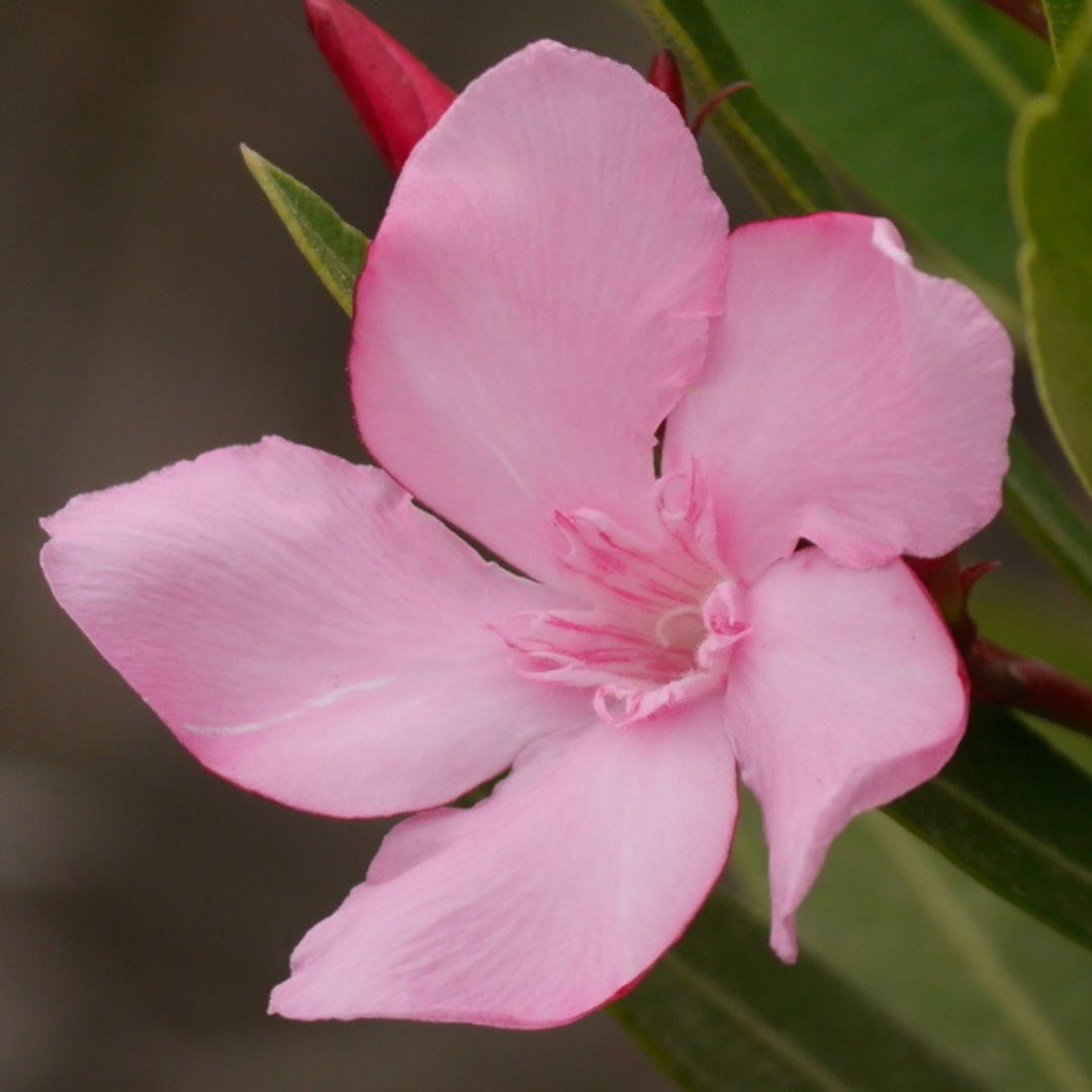 5 of the Most Dangerous Flowers on Earth: Beauty with a Dark Side
