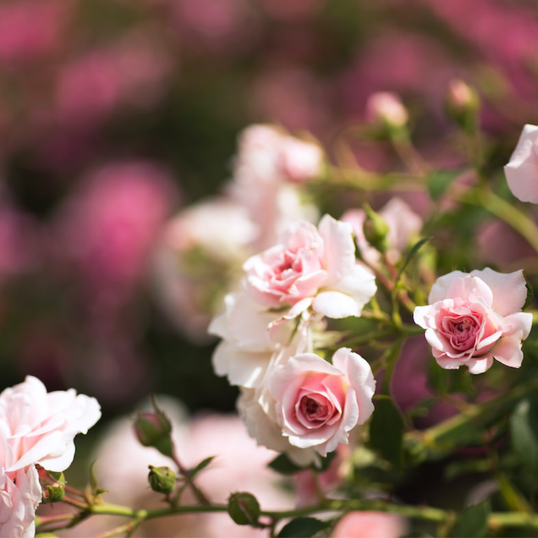 10 Flowers That Thrive in Small Urban Spaces
