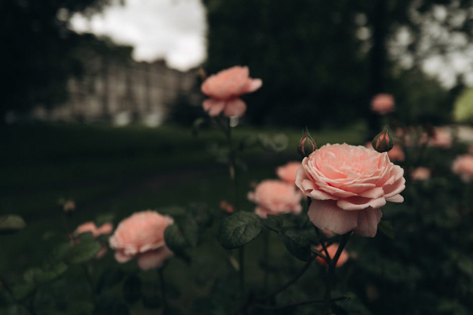 Sustainability in the Floral Industry: The Case for Premium Roses