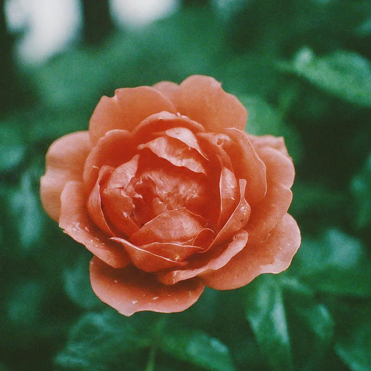 Can Garden Roses Survive in Different Climates?