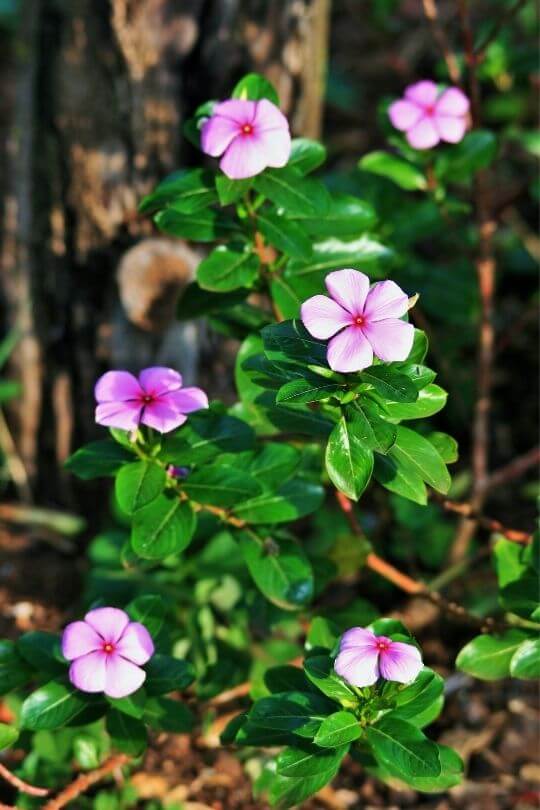 Shade-Loving Flowers That Thrive in Low Light: 10 Beautiful Blooms for Dim Spaces