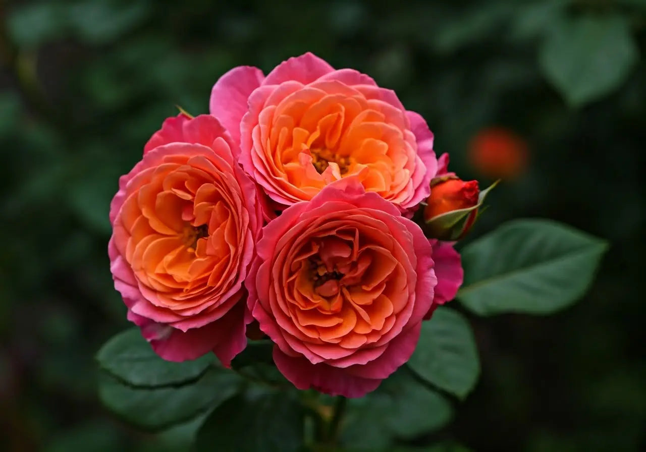 How Do Garden Roses Differ From Other Types of Roses?