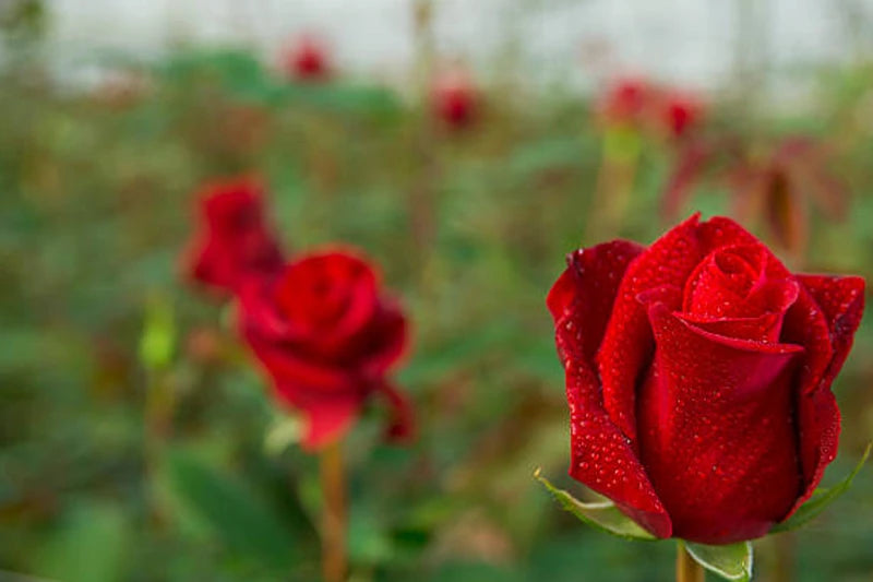 World Wildest Roses