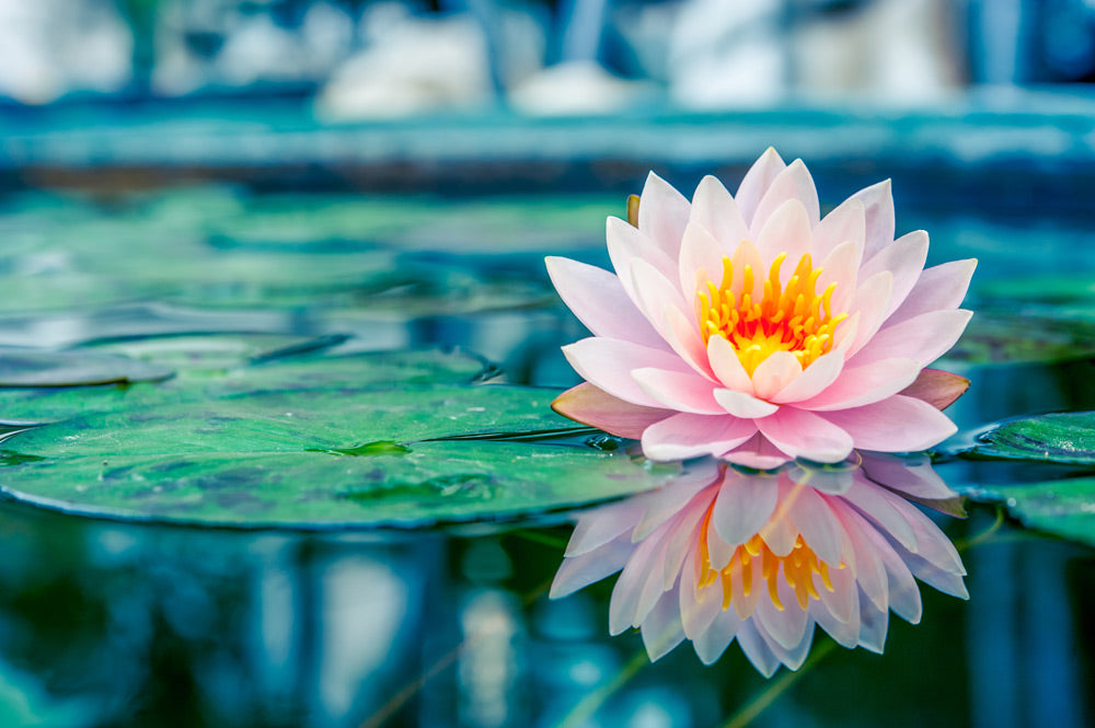 Flowers in World Religions: Symbolism & Rituals