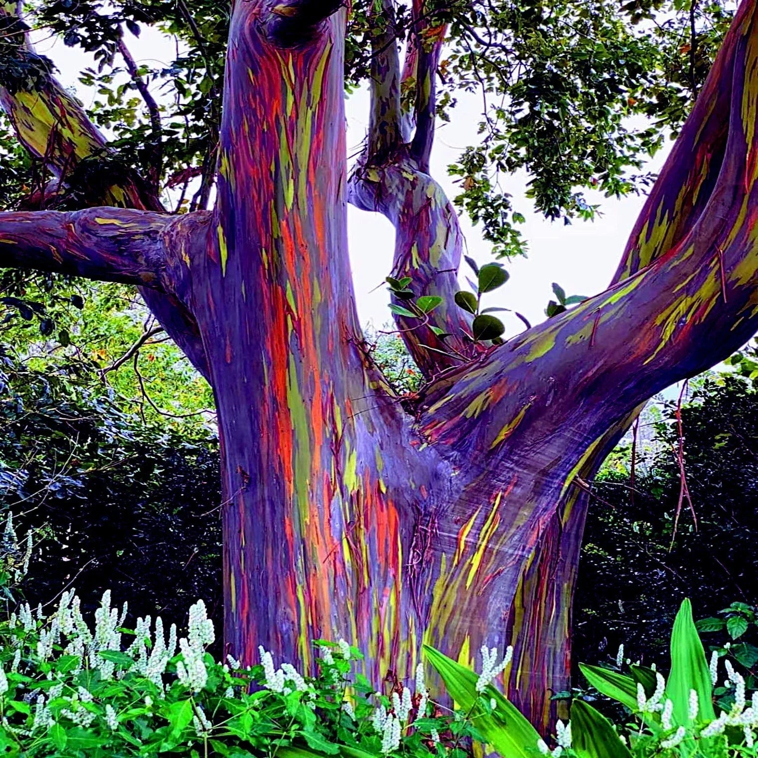 10 Rare Flowers That Will Leave You Speechless