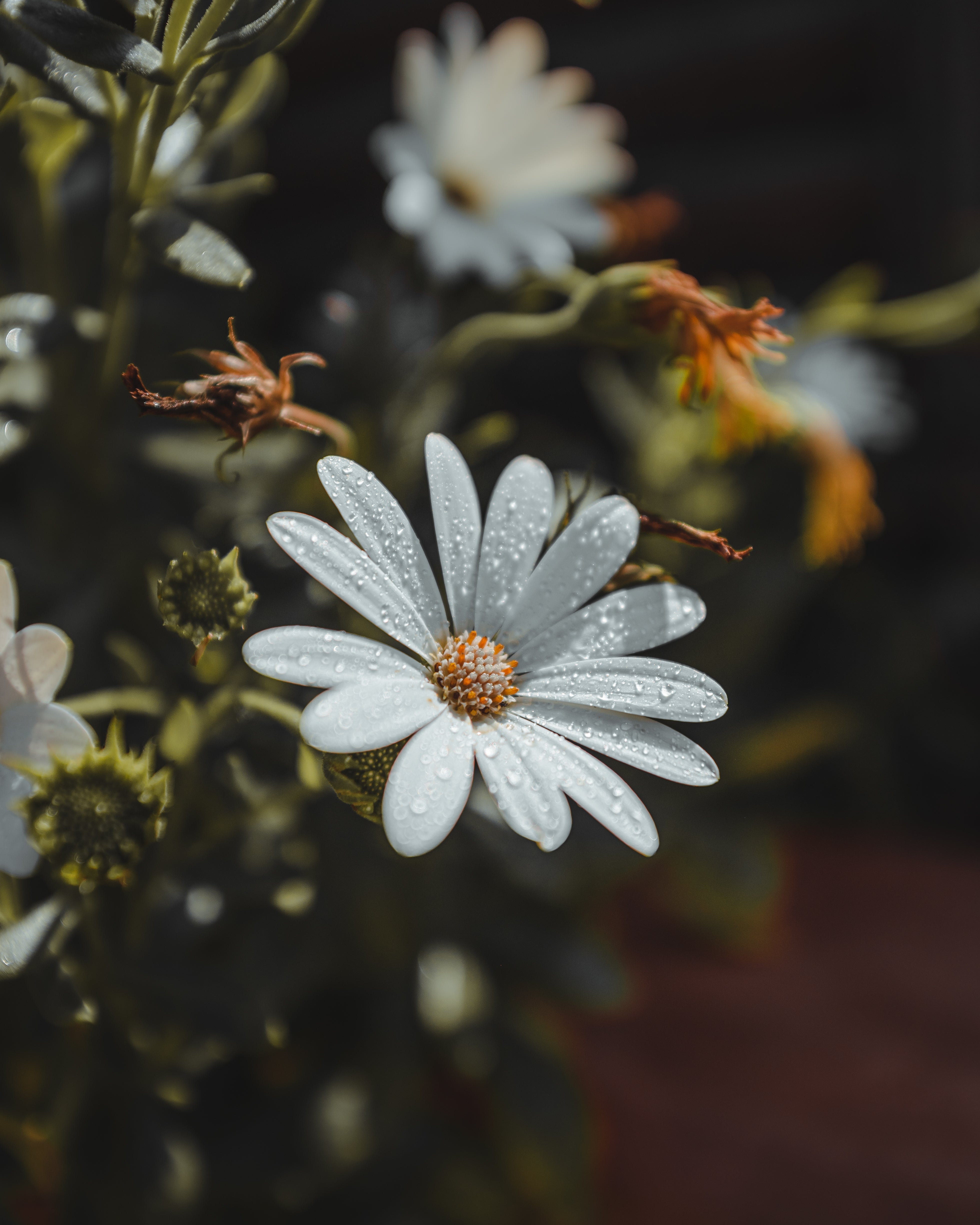 Nature and Flowers: The Timeless Connection Between Earth and Bloom