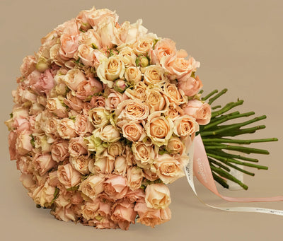 Soft Petal Dreams