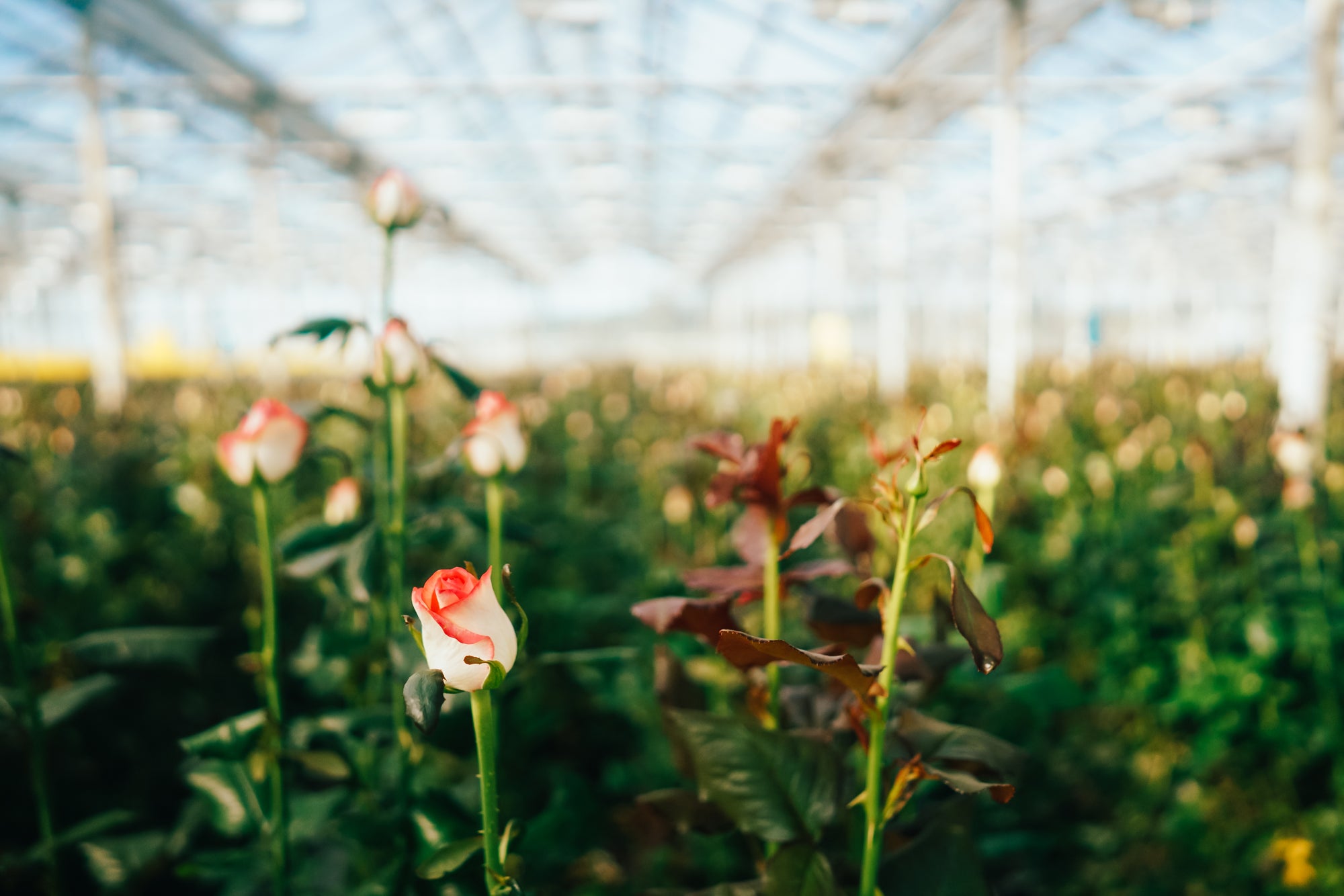 Lush greenhouse filled with rows of roses thriving under natural daylight, showcasing sustainable cultivation practices