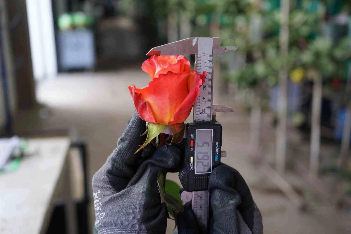 Florist precisely measuring the top part of a rose, where the blossom begins, ensuring the perfect length for arrangement